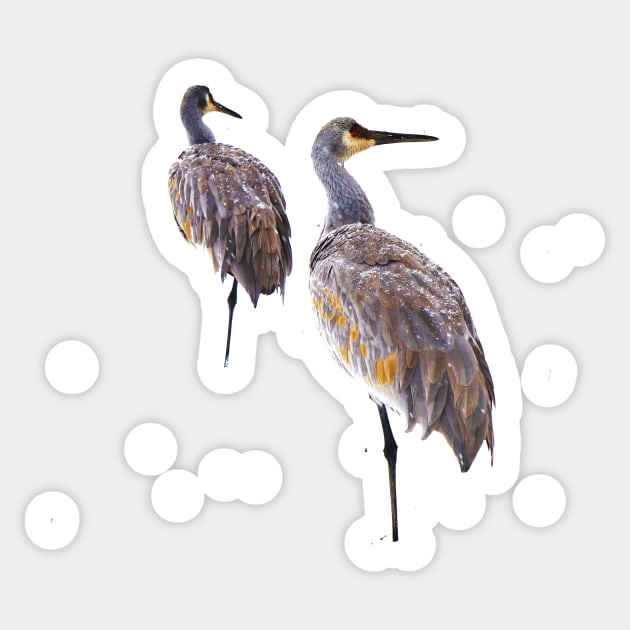 Sandhill Cranes in the Snow Sticker by 1Redbublppasswo